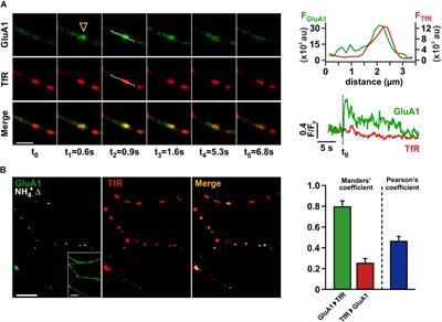 Auxiliary Subunits Regulate the Dendritic Turnover of AMPA Receptors in Mouse Hippocampal Neurons